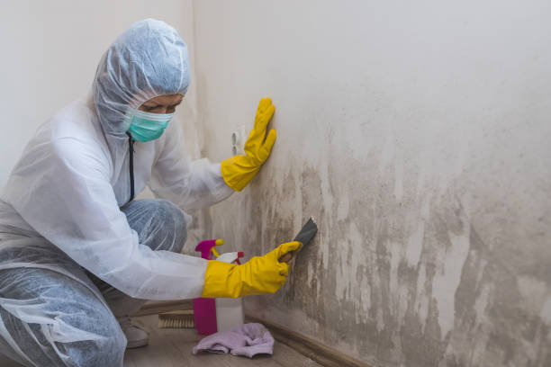 Best Real Estate Mold Inspection  in North Arlington, NJ