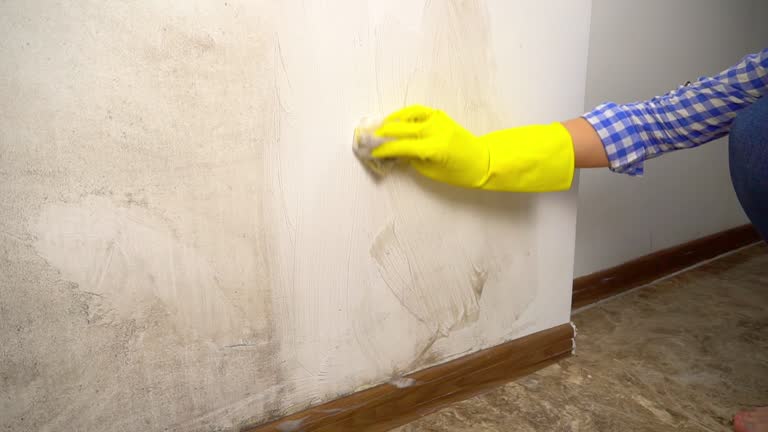 Best Basement Mold Removal  in North Arlington, NJ