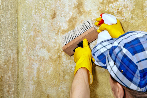 Best Water Damage & Mold Remediation  in North Arlington, NJ