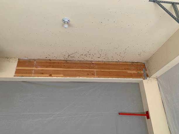 Best Attic Mold Removal  in North Arlington, NJ