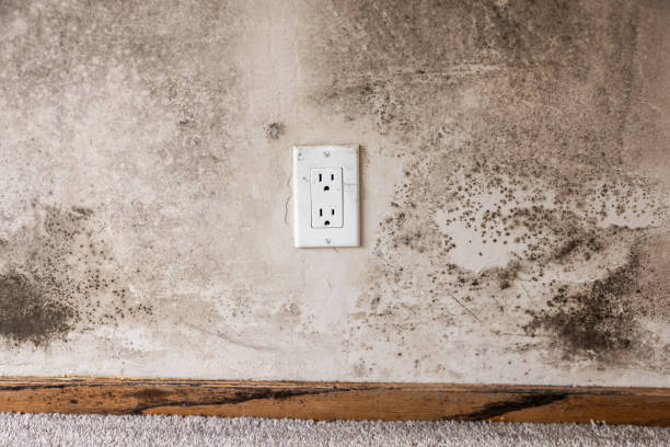 Best Post-Construction Mold Inspection  in North Arlington, NJ