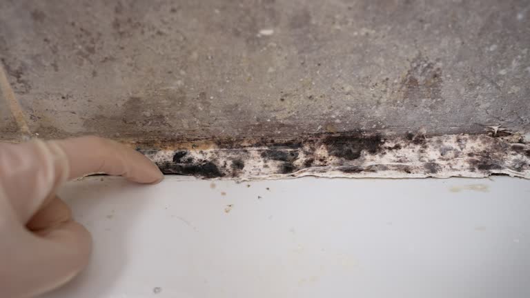 Best Residential Mold Inspection & Testing  in North Arlington, NJ