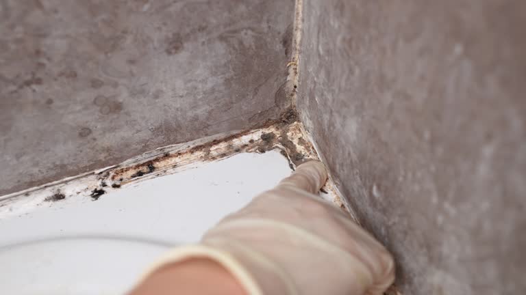 Best Comprehensive Air Testing for Mold Contaminants  in North Arlington, NJ
