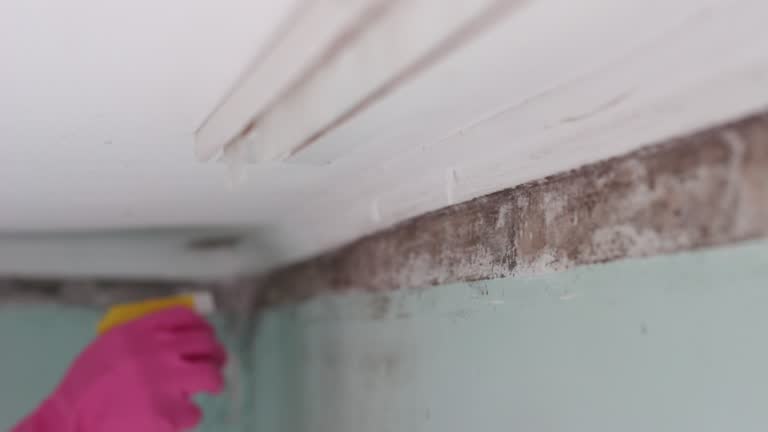 Best Commercial Mold Inspection  in North Arlington, NJ